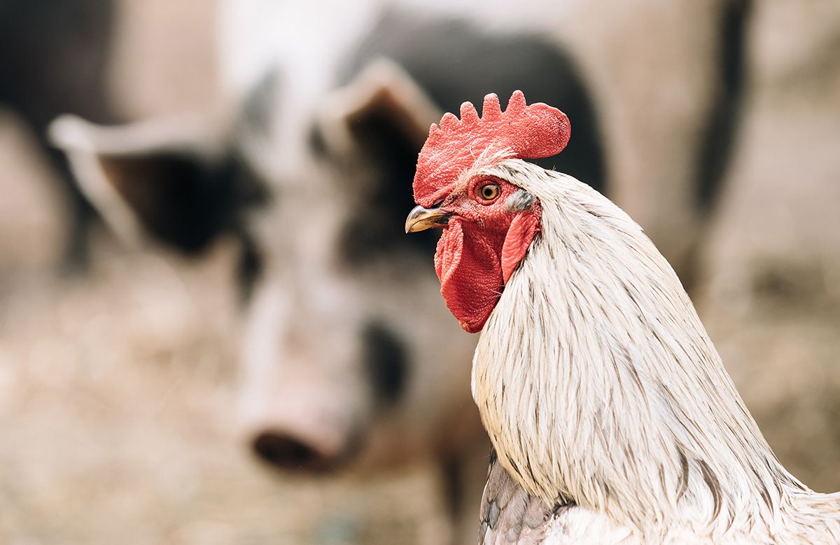 white chicken in foreground with spotted pig in soft focus in background