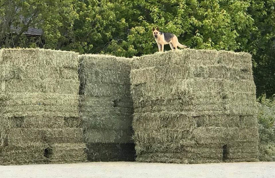 german shepherd dog on top of stack of hay bales