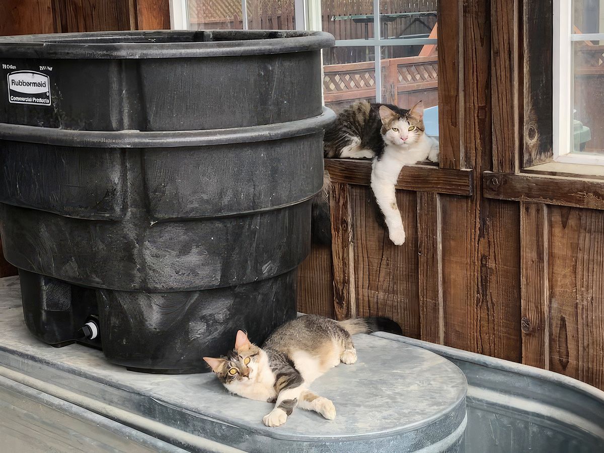 tabby and white cats hunter and lynx lazing about near some stock-watering tanks in metal or rubber